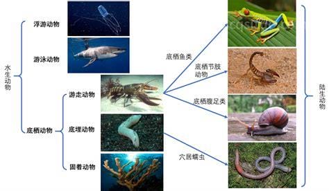 生物的基本特征有几条