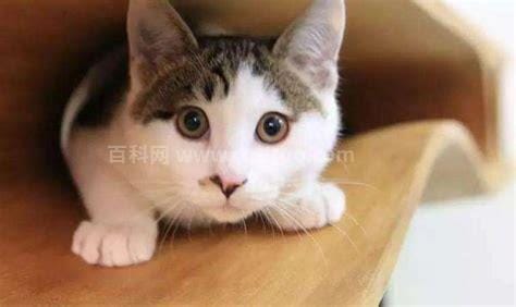 好奇害死猫这句话是什么意思 好奇害死猫指的是什么