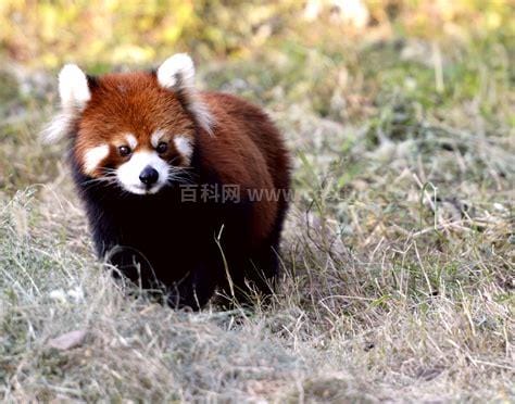 小熊猫是什么 小熊猫简单介绍