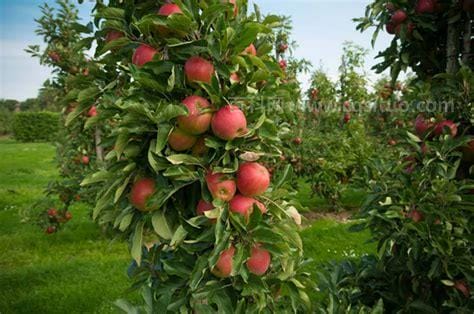 苹果树苗怎么种植方法（苹果树苗种植