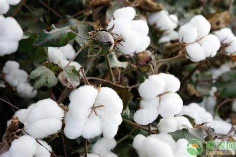 新疆棉花多少钱一斤2023市场价格，大概10至30元/斤