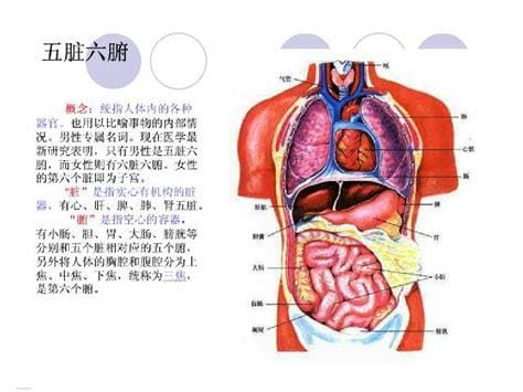 人体器官分五脏六腑器官分布图，大家来速查必备