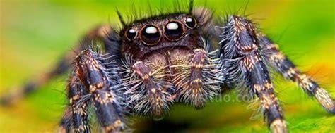蜘蛛最怕什么气味，最怕花露水与大蒜气味