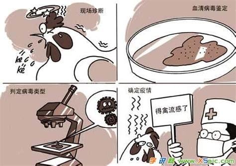 吃鸡肉会得禽流感吗