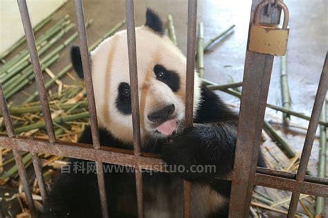 大熊猫只有中国有吗？是的（以珍稀动物闻名于世）