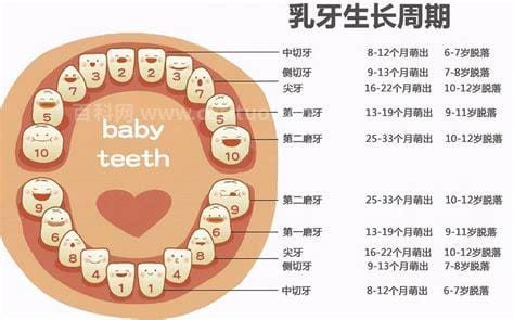 宝宝长牙顺序图片真图，先长门牙再往