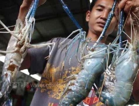 世界上最大的五种淡水虾