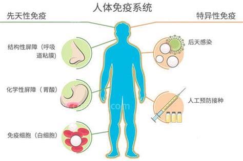 人体的免疫系统有哪些