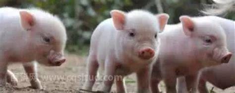 刚出生的小猪一次喂奶多长时间