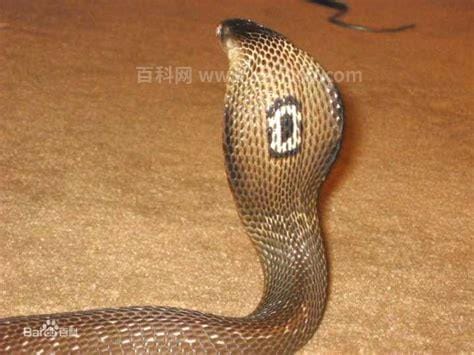 广东本地蛇品种