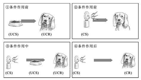 条件刺激和无条件刺激的区别