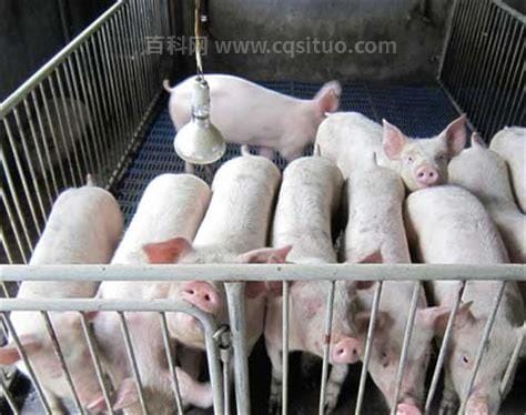 生猪养殖是什么意思