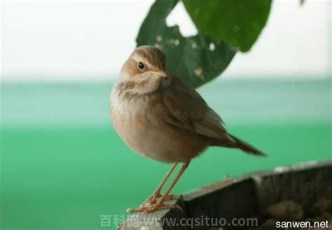 红点颏的饲养方法