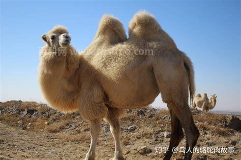 饲养单峰骆驼的地方