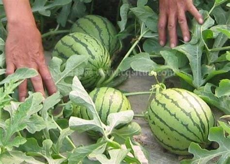 西瓜的种植方法和过程
