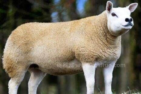 贵羊羊是什么