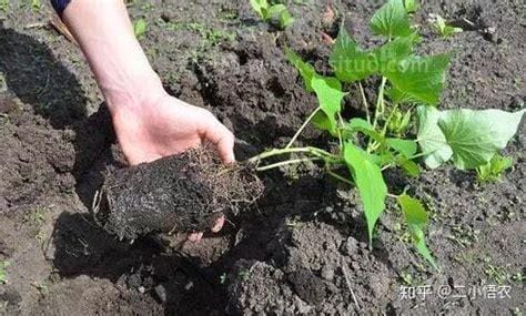 红薯的种植方法和时间