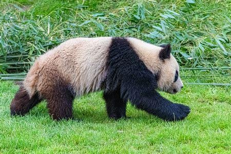 熊猫走路怎么形容