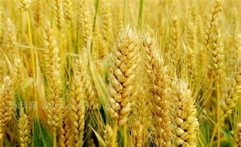 麦种和麦子的区别