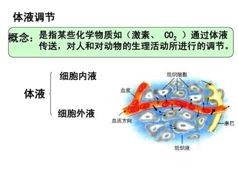 体液调节的定义是什么