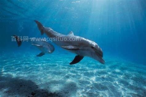 世界上最危险的海豚是什么
