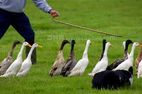 鸭子吃蝗虫的真实场面