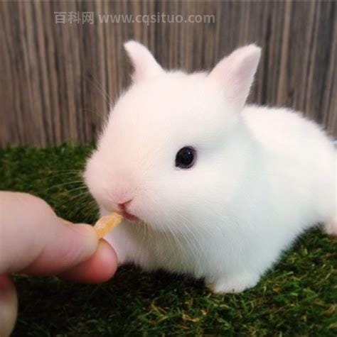 世界上最贵的兔子是什么品种