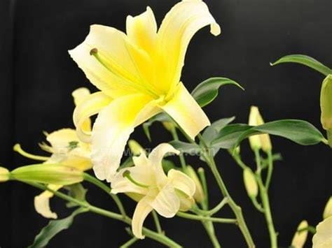 百合花是越黄越香吗