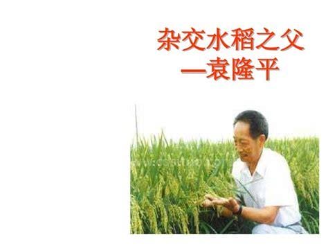 水稻之父的故事50字