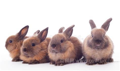 四只兔子的组合叫啥名