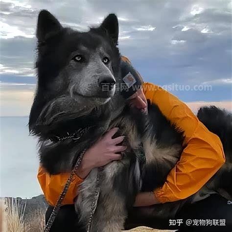 蓝湾牧羊犬怎么培育出来