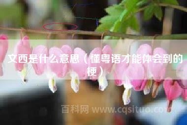 文西粤语什么意思