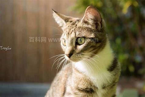 佛罗里达州的猫什么意思