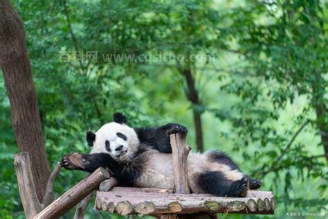 大熊猫的生活环境，不少于30字