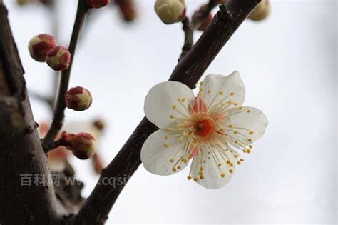 白梅玉蝶梅花香吗