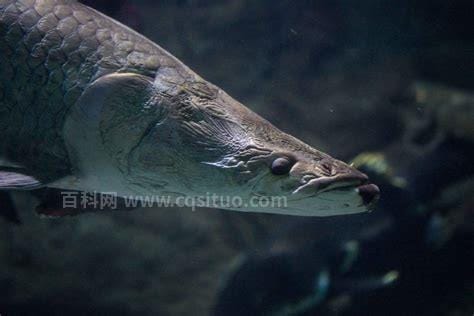 巨骨舌鱼鳄雀鳝区别图片