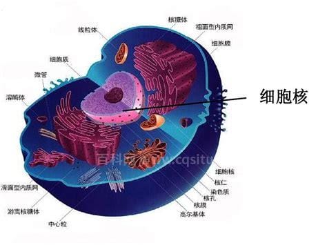 原核细胞的概念