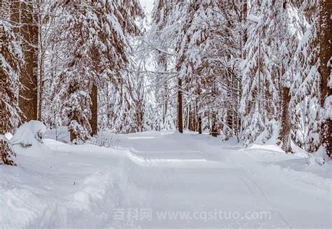 大雪纷飞何所似全诗