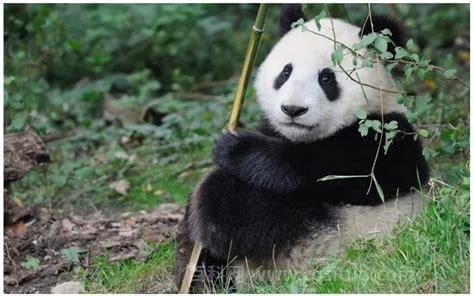 大熊猫最多可以活几年