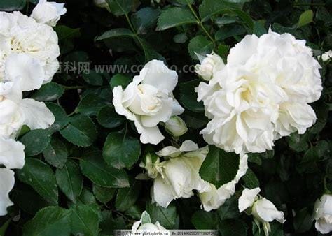 白色蔷薇花变色方法