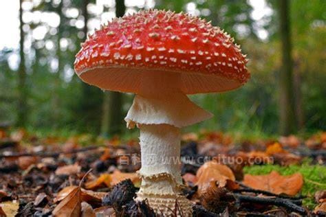 世界十大最大蘑菇