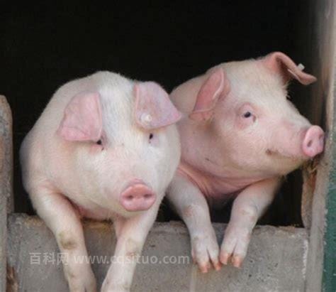 生猪和商品猪区别