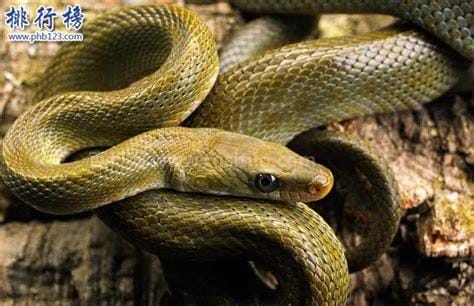 蛇的寿命一般能活多少年