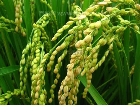 水稻属于什么植物