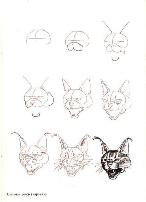 古风的猫咪画法