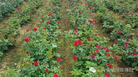 波斯玫瑰的种植方法