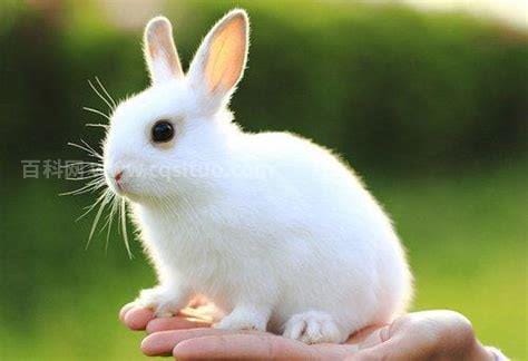 小兔子的外形特点和生活习性