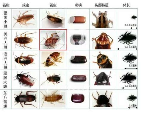水蟑螂和蟑螂的区别