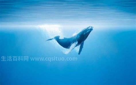 鲸落是什么意思，鲸鱼死后沉入海底的