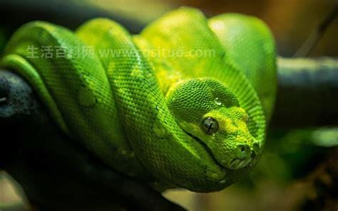 热带雨林的蟒蛇有毒吗，大部分蟒蛇没有毒性(属于肉食性动物)